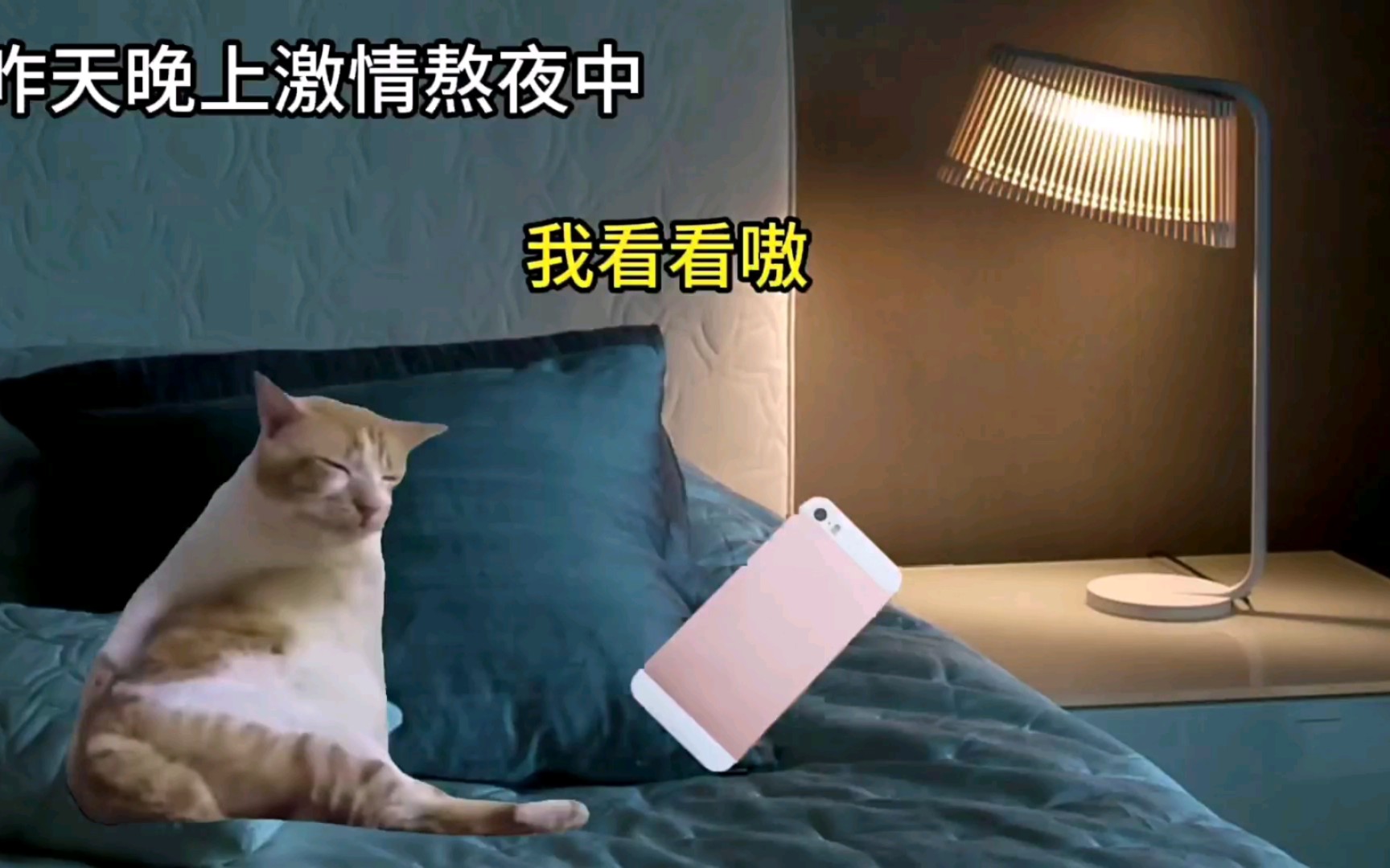 【猫meme|又是一个不眠之夜的一个晚上正当我要看b站数据时我震惊了!