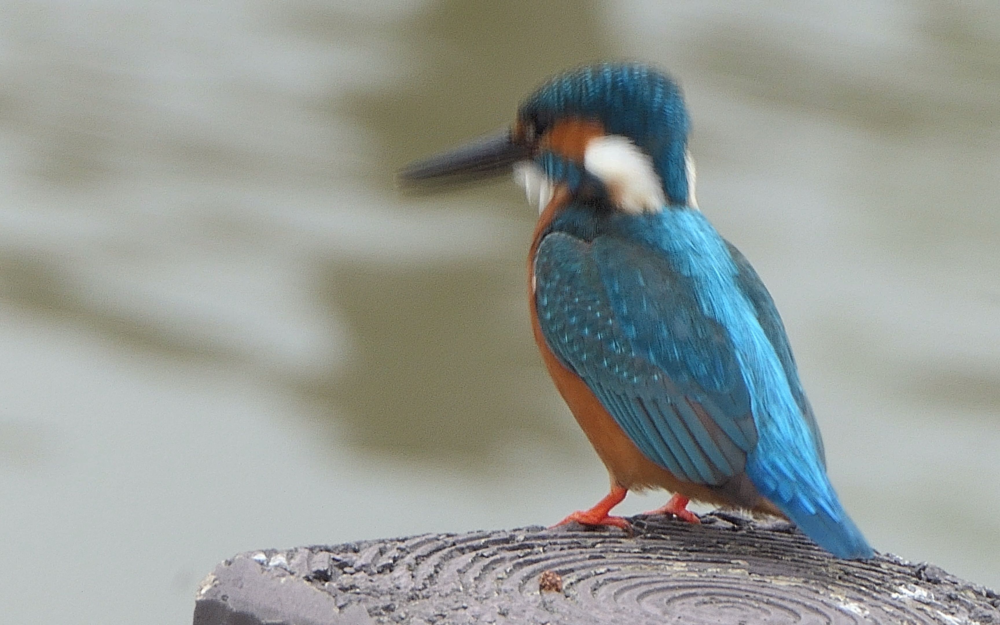 可爱的普通翠鸟