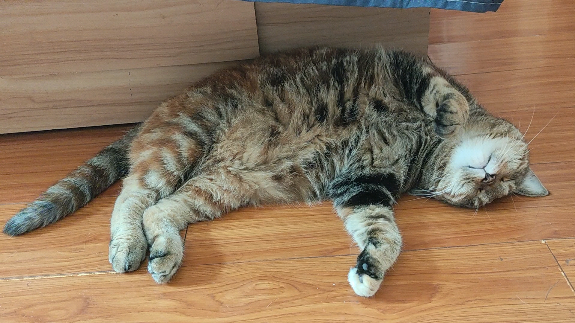下完雨很凉快,猫咪睡得香