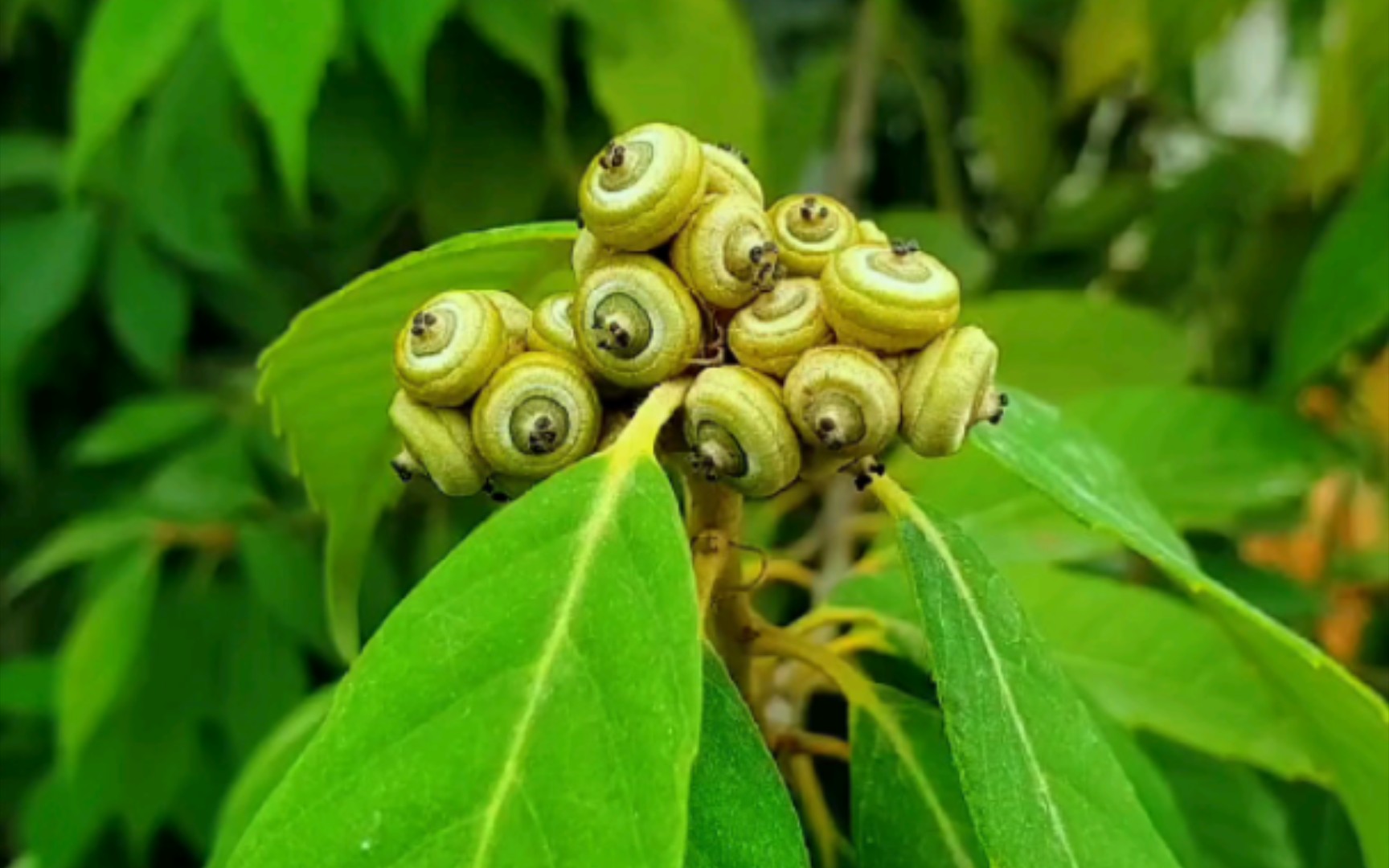 手机随拍(滇青冈)