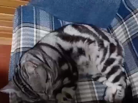 睡在沙发上的大希希