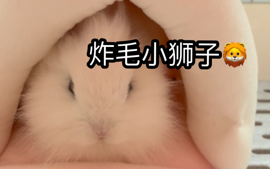 炸毛小狮子睡窝窝