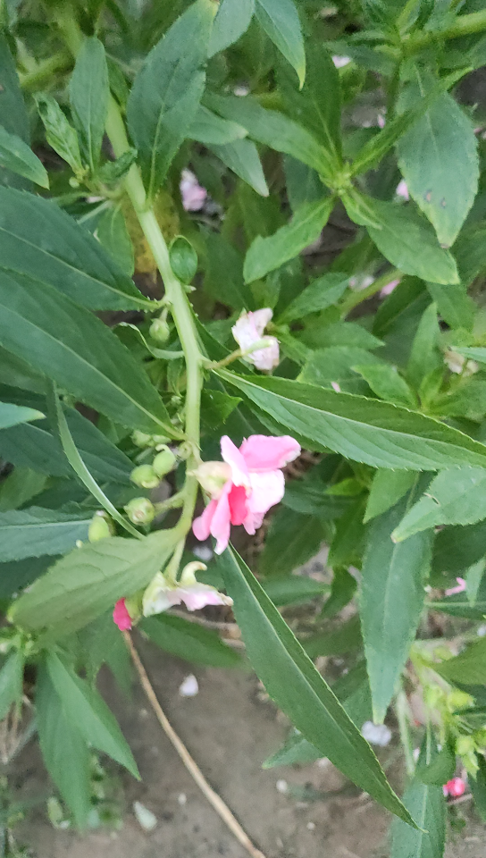 最古老的美甲有一种花叫指甲桃哔哩哔哩bilibili