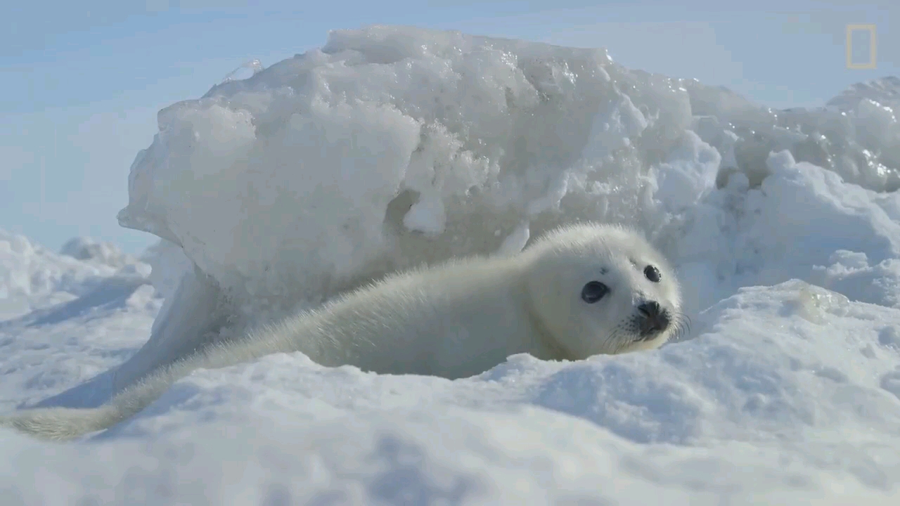哦!快瞧瞧我又发现了一只野生豹豹虫_哔哩哔哩_bilibili