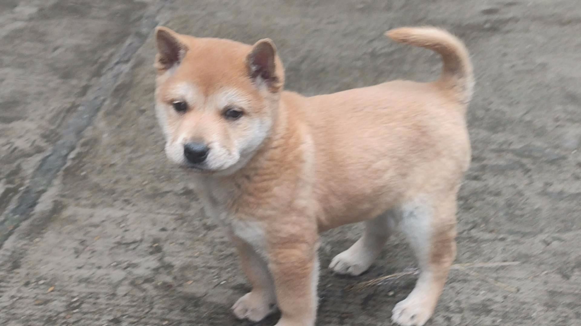 金黄狐狸犬小犬图片