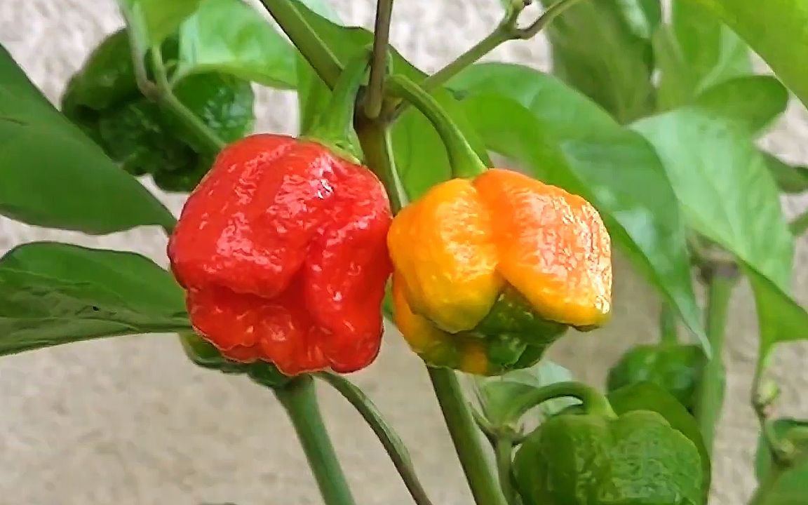 146万史高维尔 前世界最辣蝎子椒是怎样生长的?