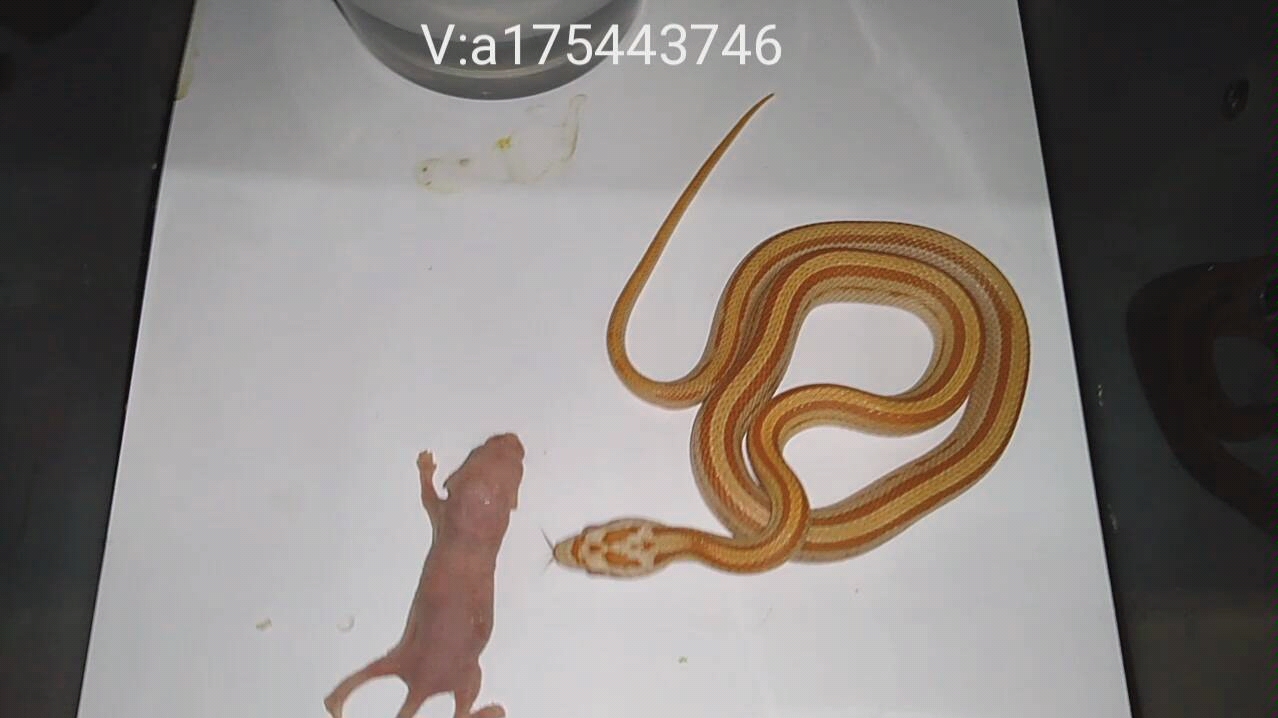 红直线在开饭玉米蛇