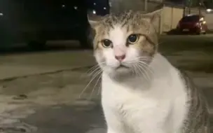 Video herunterladen: 它思考了一下，最终认定是橘猫