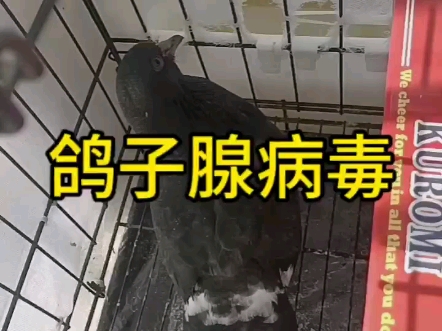 鸽子得了腺病毒