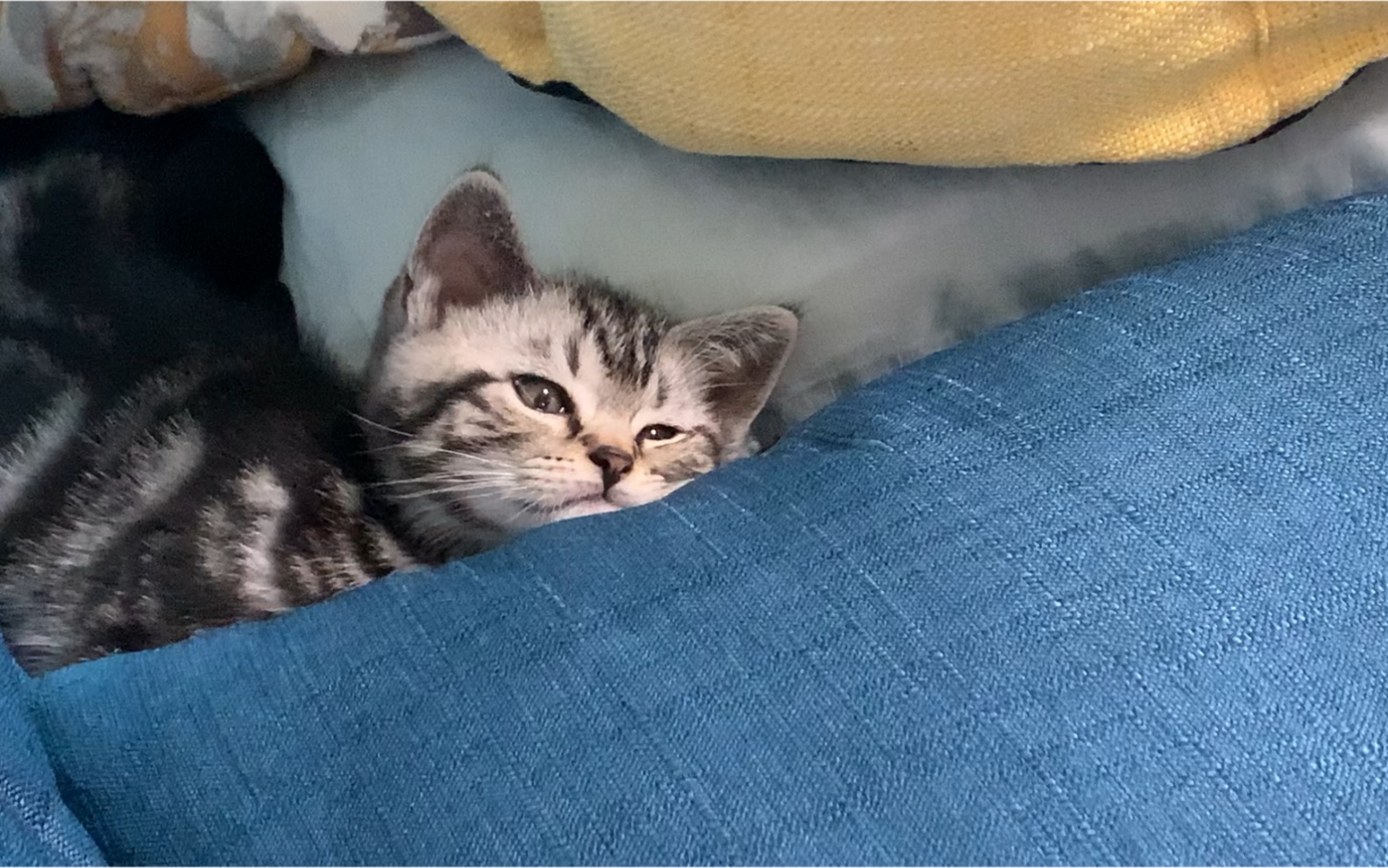 "小猫咪什么都不知道小猫咪只想睡觉"