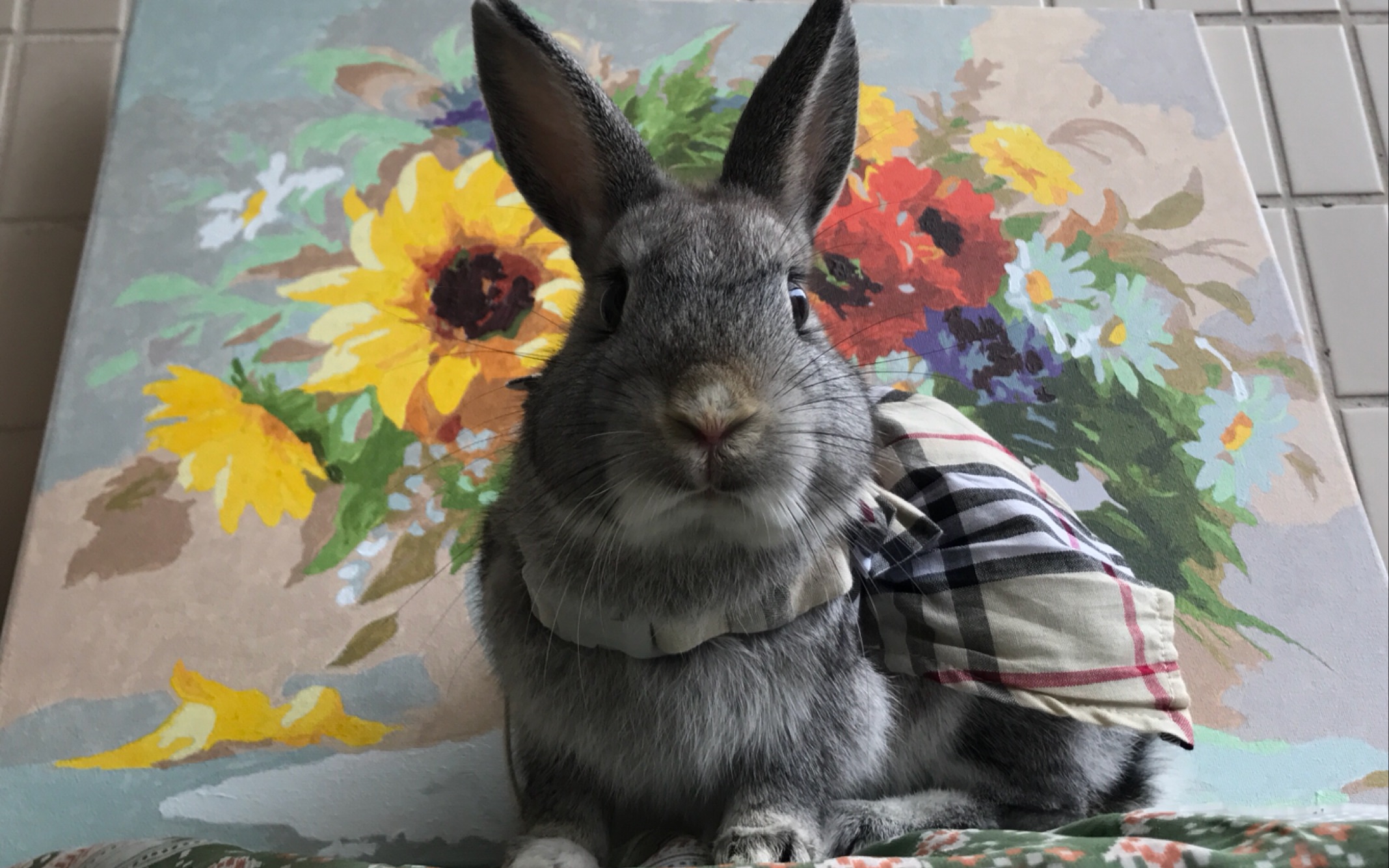 【金吉拉侏儒兔】我们买新衣服啦