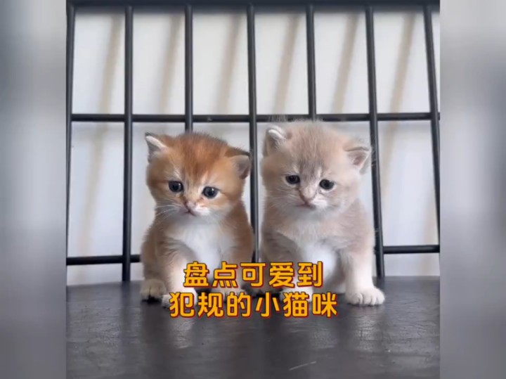 盘点可爱到犯规的小猫咪哔哩哔哩bilibili