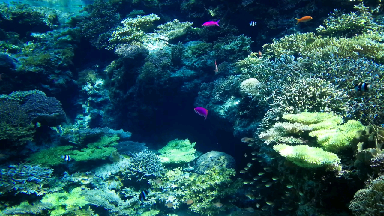 日本冲绳海洋水族馆