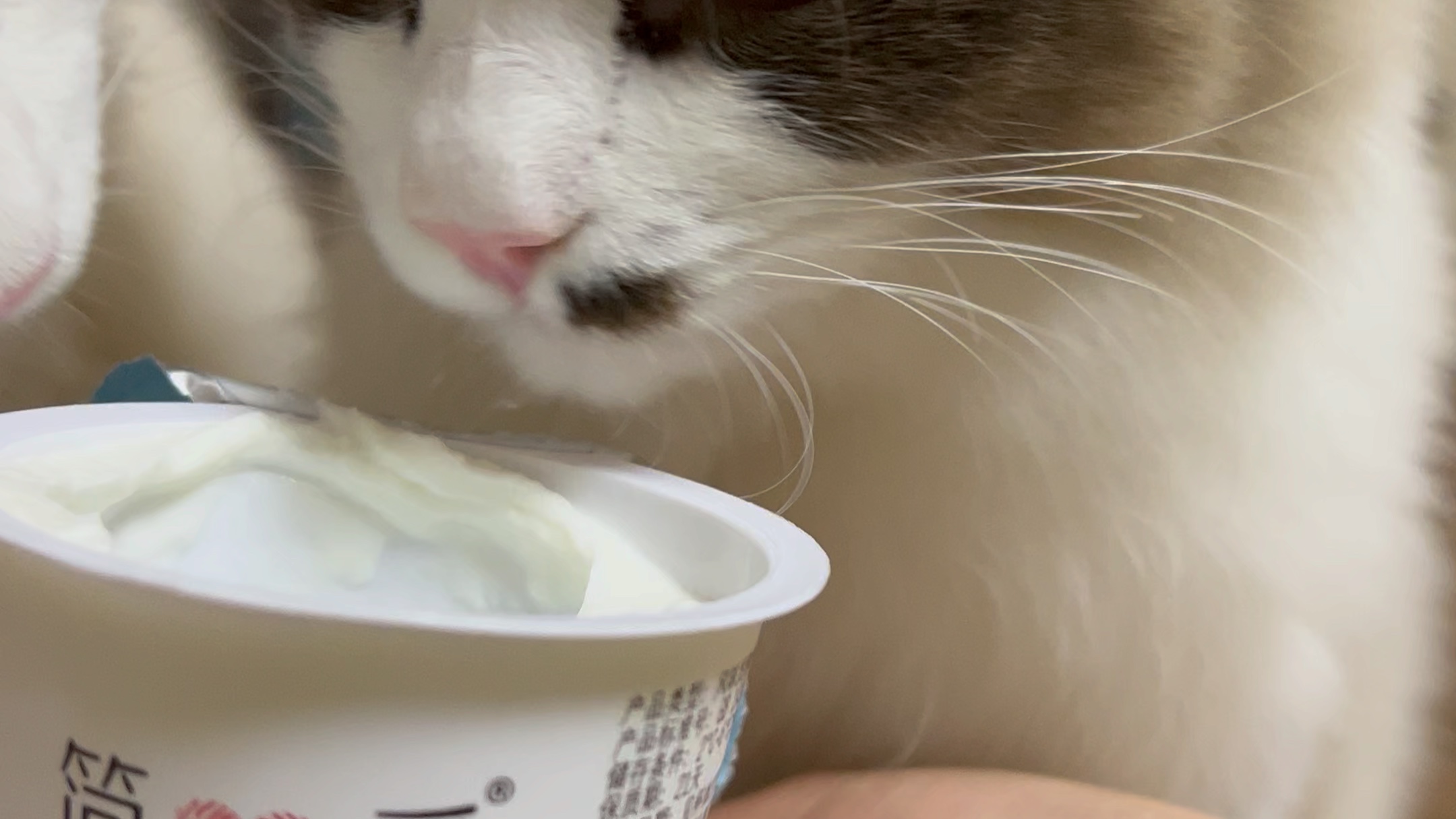 猫咪高清喝酸奶视频(不知道自己叫啥,喊喝酸奶就来了,诶,就是玩儿)