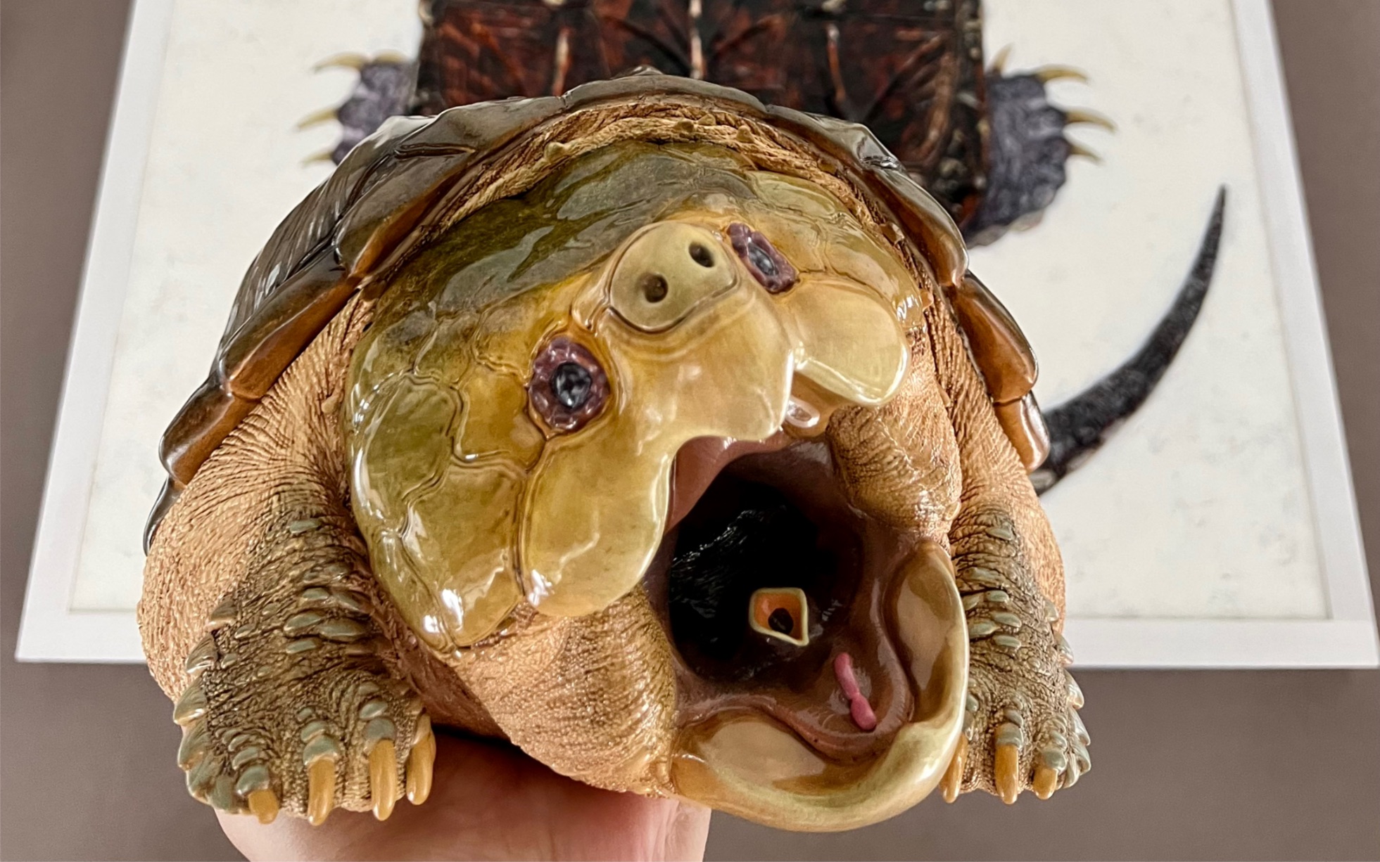 动物星球#心宽体胖#限量版大鳄龟