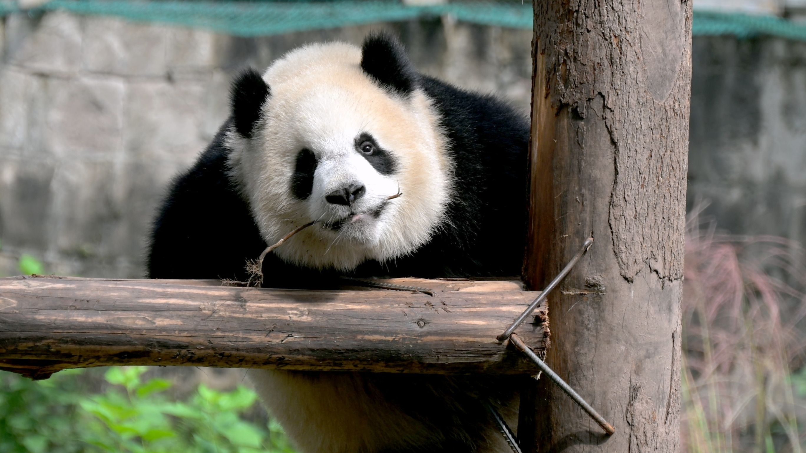 大熊猫图片真实照片图片