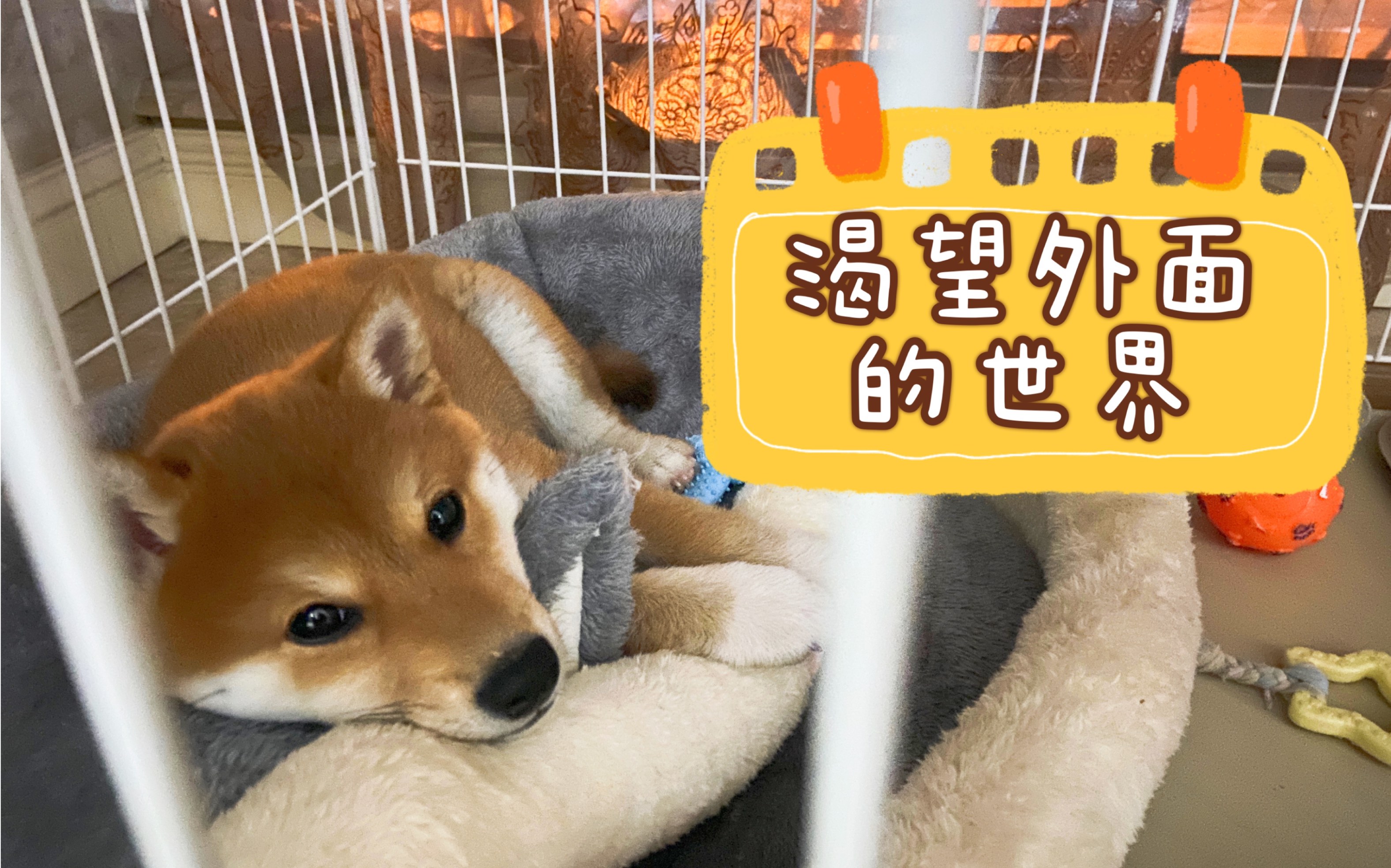 【miya】豆豆的农场日记#010 柴犬豆豆的监狱生活纪实