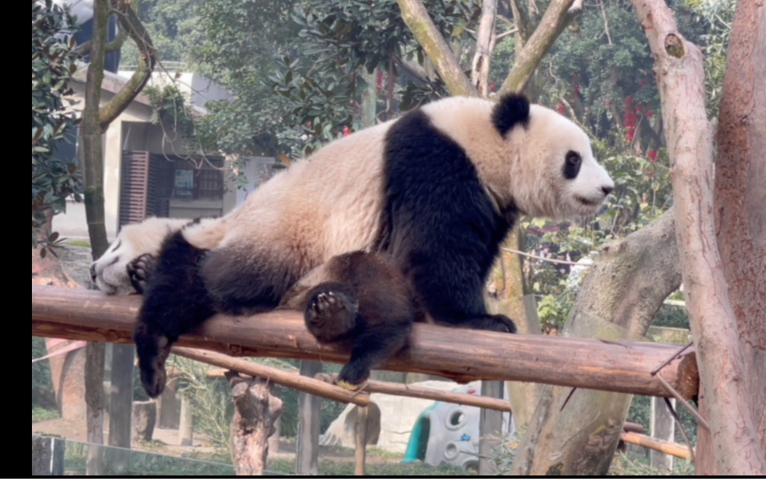 231230 又標記妹妹～可可真的超愛妹妹!重慶動物園 大熊貓 渝可 渝愛