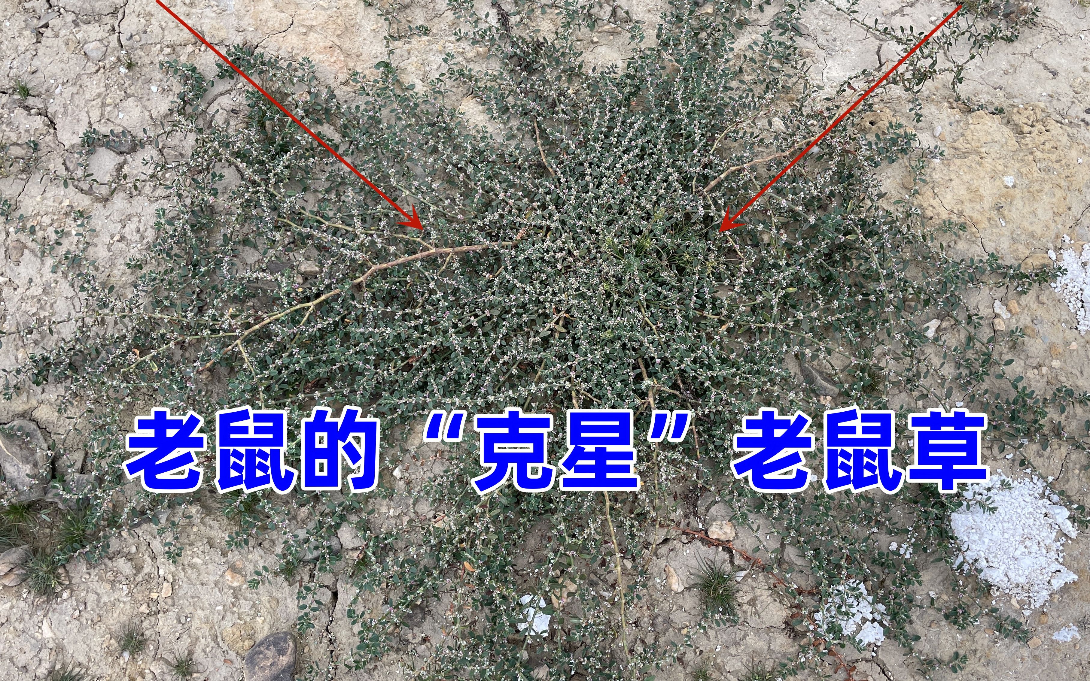 水库干枯后库底发现一棵"老鼠草"用途非常强大,拍给大家看一下