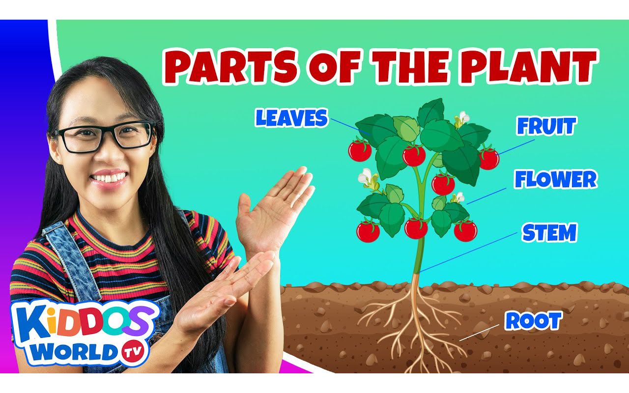 [图]Parts of the Plant ｜ Learning About Plants