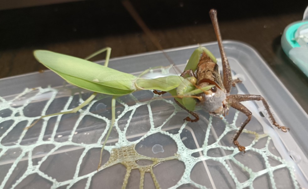 【控位才是王道】羽化五天不到广斧螳侧控擒拿隆线蝈螽