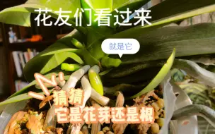 花友靠过来，这是蝴蝶兰的花芽还是气生根呢？