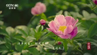 Download Video: 【广播电视】央视形象片-芒种（2024.6.5 CCTV4K、CCTV8K放送）