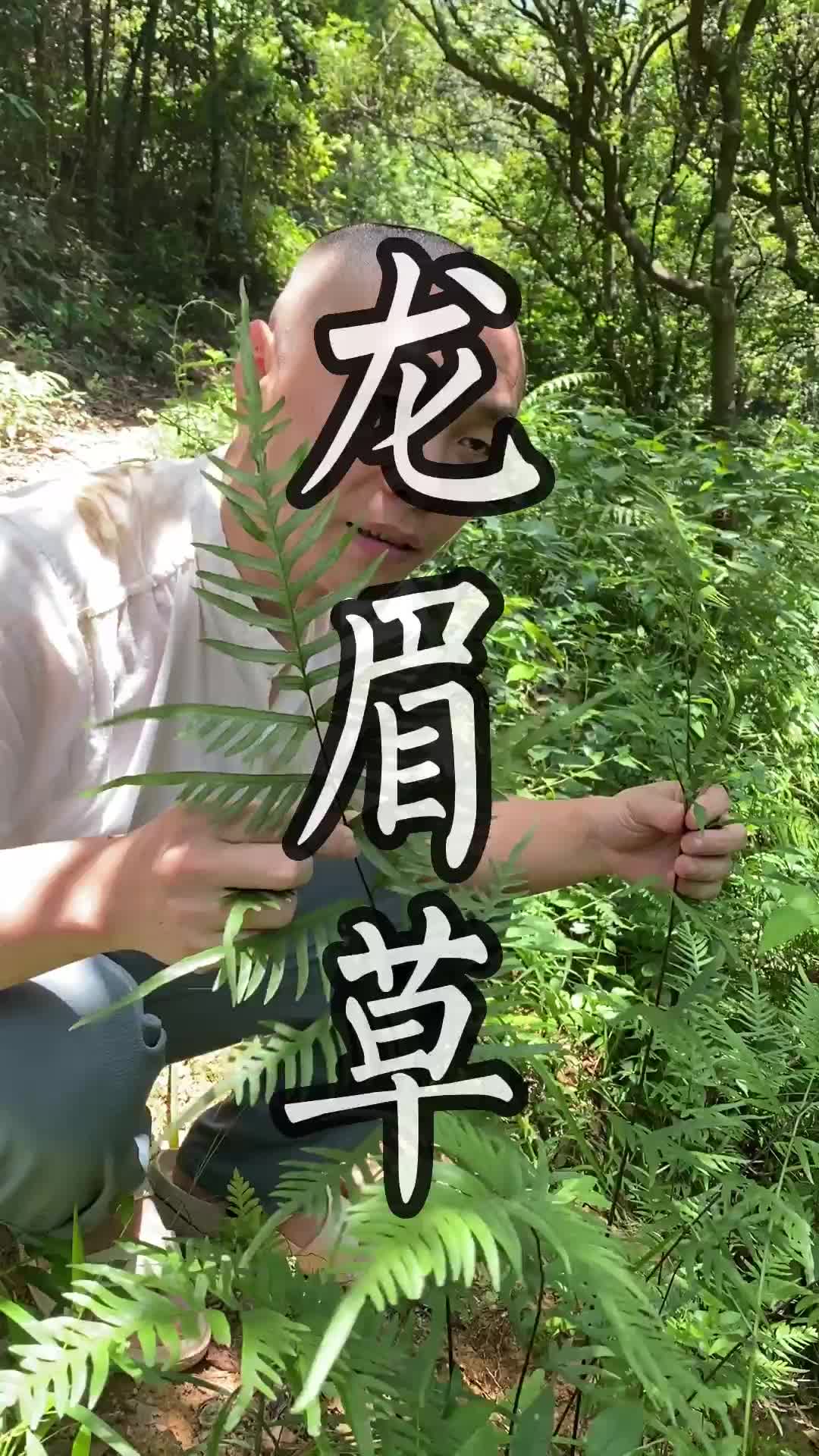 这种青草叫做龙眉草#青草#潮汕#三农#助农