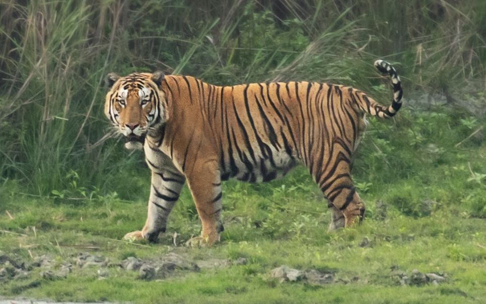 卡齐兰加雌虎和雄虎 这只雄虎还很年轻