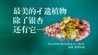 Download Video: 落羽杉：最美的孑遗植物，除了银杏还有它