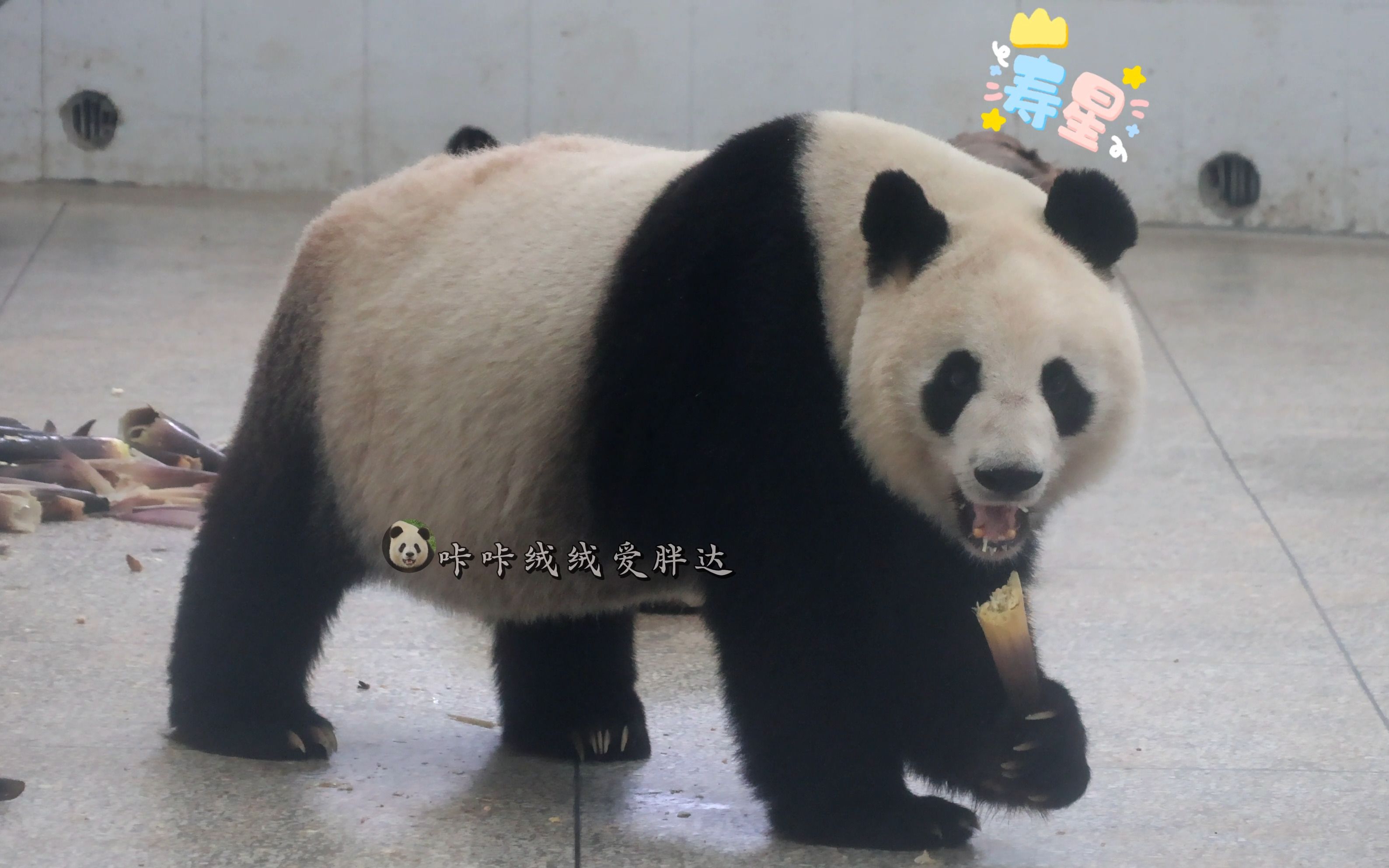 【大熊猫珠珠】胖嘟嘟圆呼呼的珠珠今天满23岁啦,祝福您生日快乐,童颜