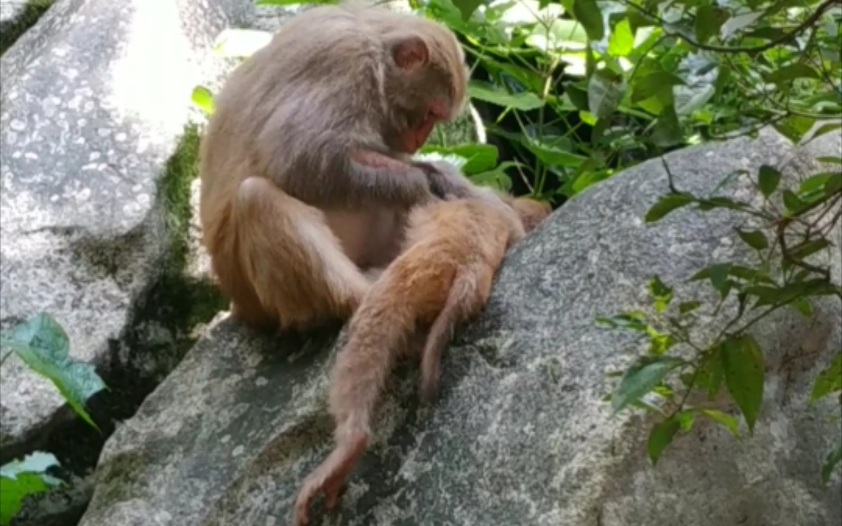 [图]与猴共舞之母子情深