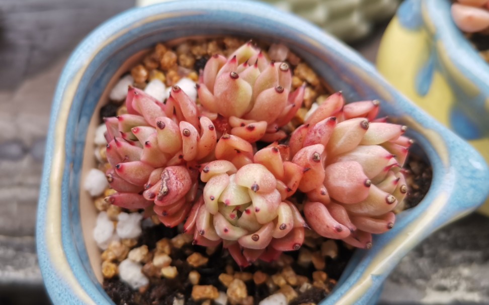 魅灵缀化,虎鲸缀化,吉尔巴玫瑰,最后是红粉佳人和天使之泪