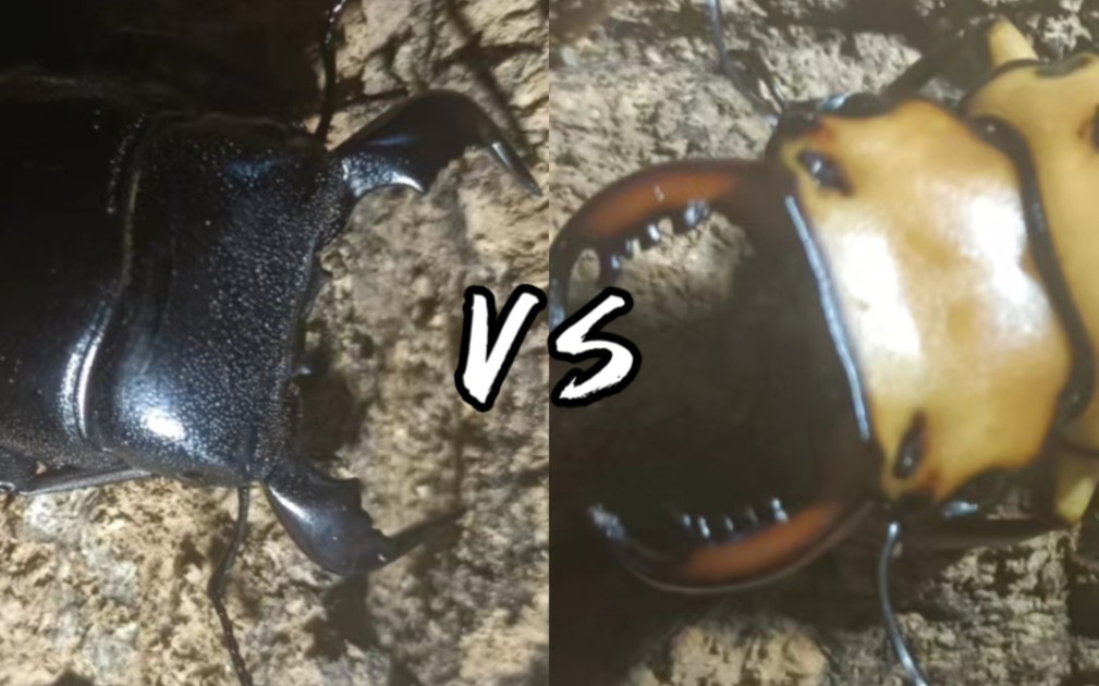 同体长之王杀进羽量级!48mm牛头扁锹vs48mm螃蟹锹甲