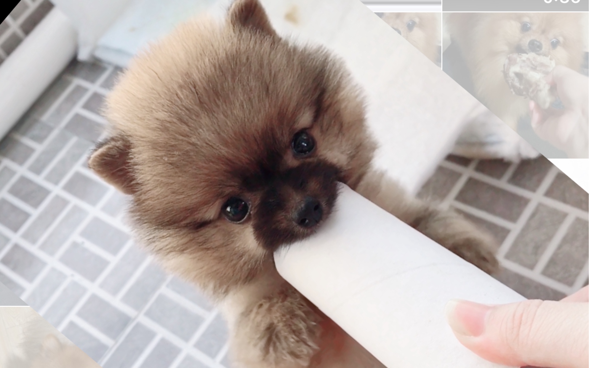 【云养狗-博美】身体不好也依旧很活泼的狗子,奶凶的狠