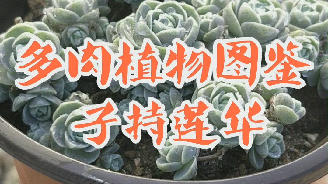 [图]多肉植物图鉴-子持莲华