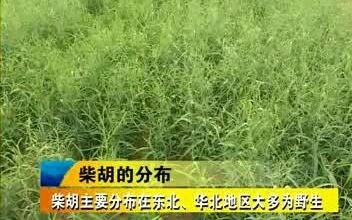 柴胡种植技术哔哩哔哩bilibili