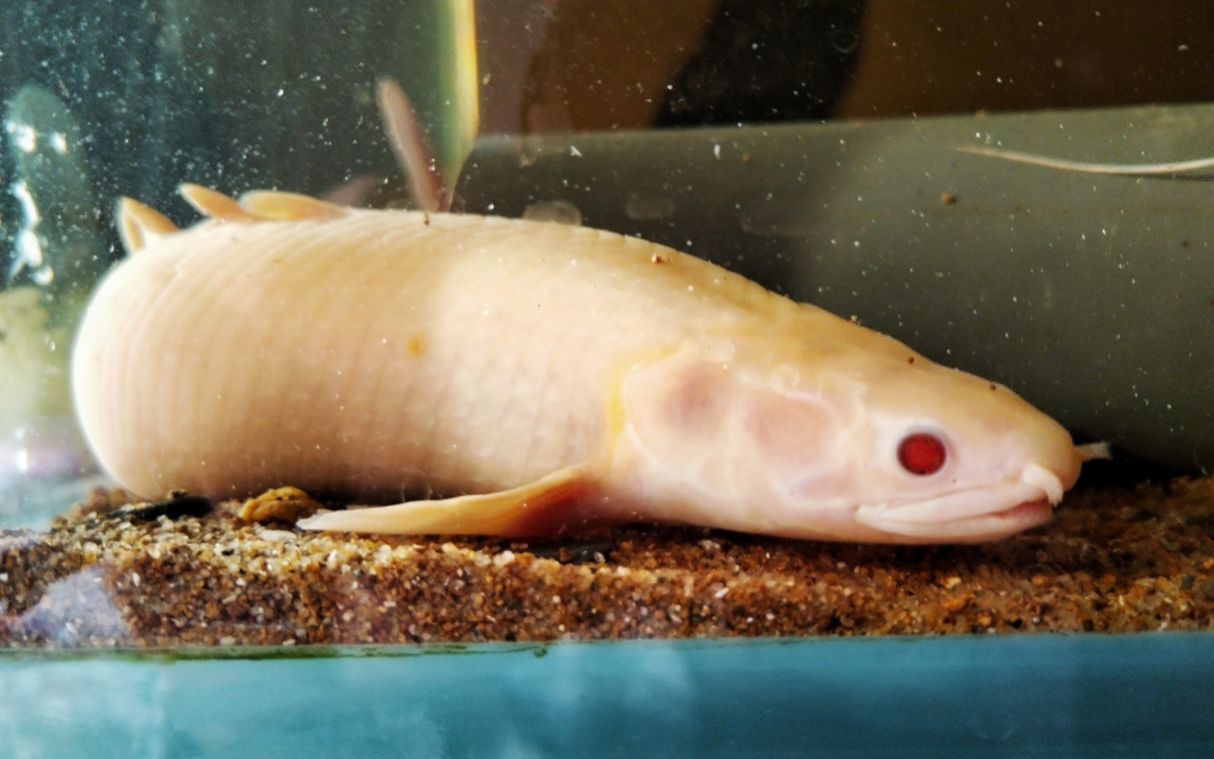 养了八年多的白子金恐龙