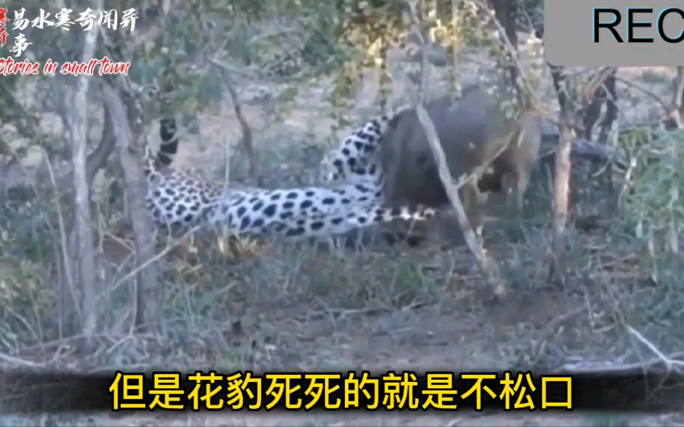 [图]花豹袭击喂奶的疣猪，疣猪妈妈奋死反抗，却被掏肛的鬣狗直接咬S