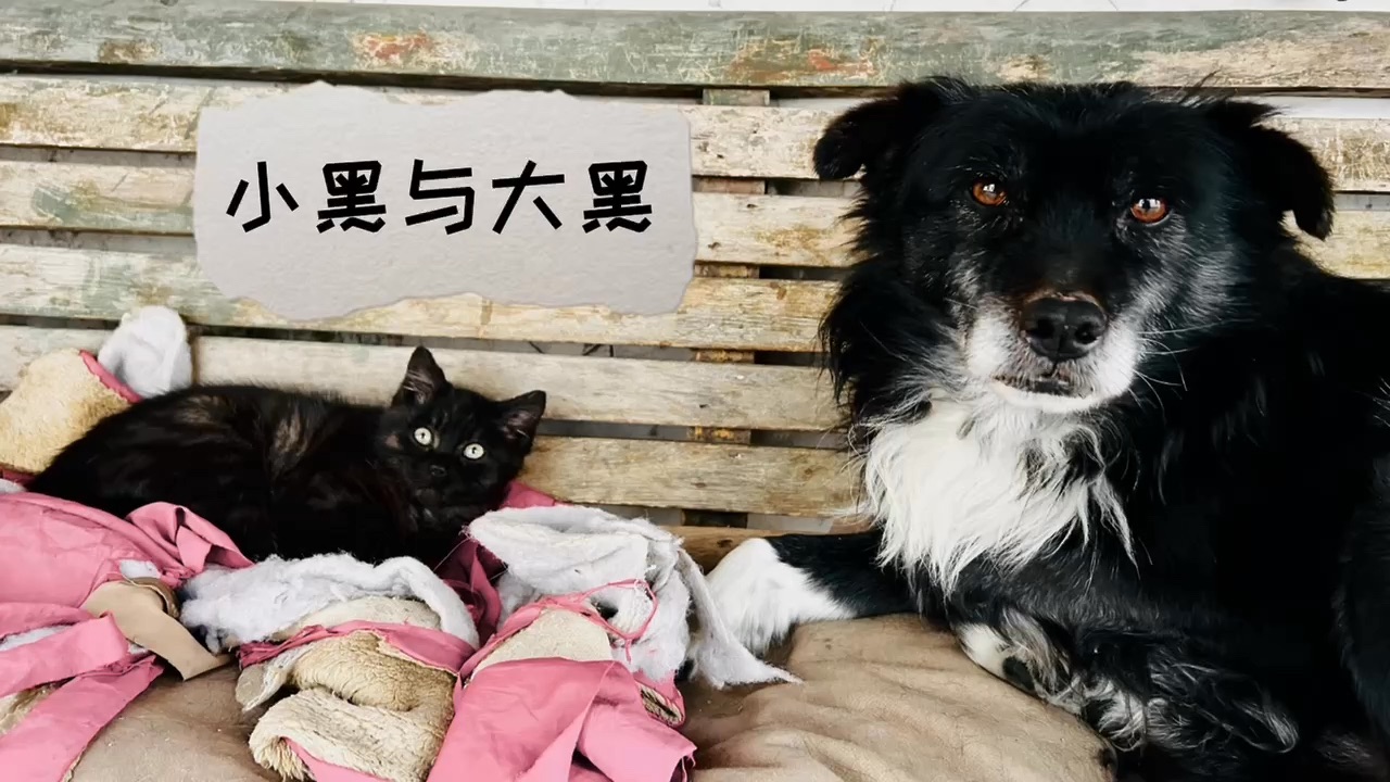 小黑与大黑