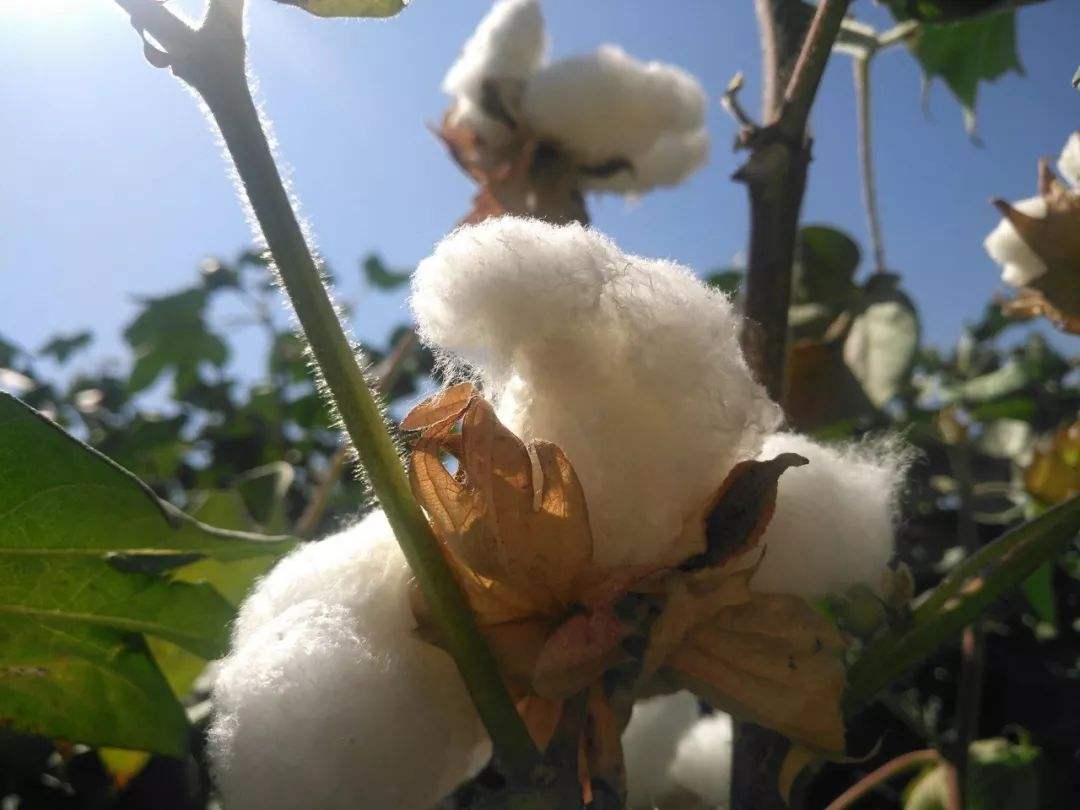 农村以前好多人都吃棉花籽油,为什么现在吃的人少了?