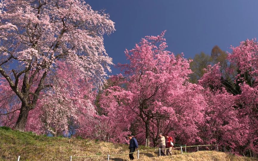 残雪的北阿尔卑斯山和小川村的樱花、4 k拍摄(搬运)哔哩哔哩bilibili