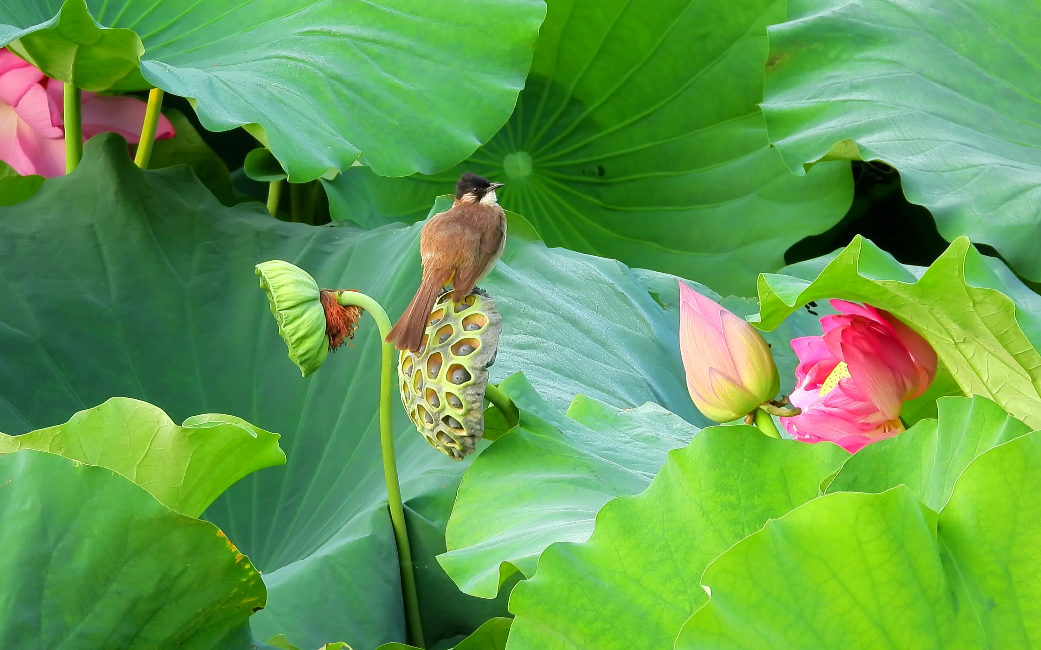 荷塘鸟语花香,荷花盛开小鸟站莲蓬,知了叫声_哔哩哔哩_bilibili