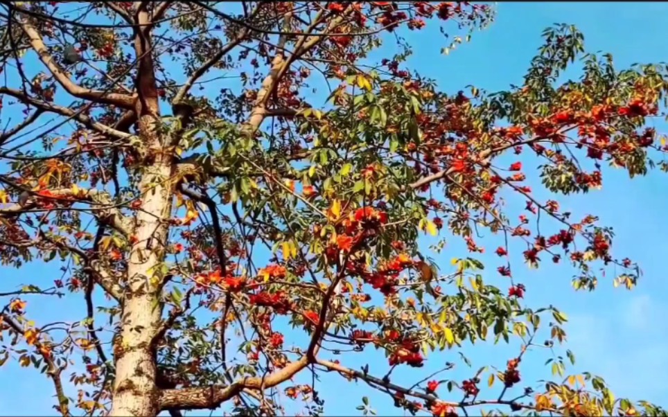 [图]走进这阳光明媚的日子里，送给春天，也送给你