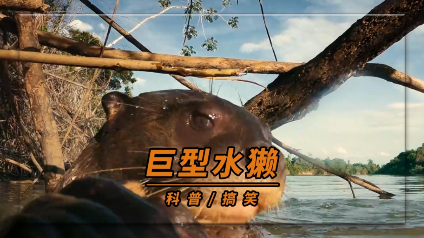 巨型水獭:秒杀食人鱼,手撕凯门鳄,南美顶级掠食者