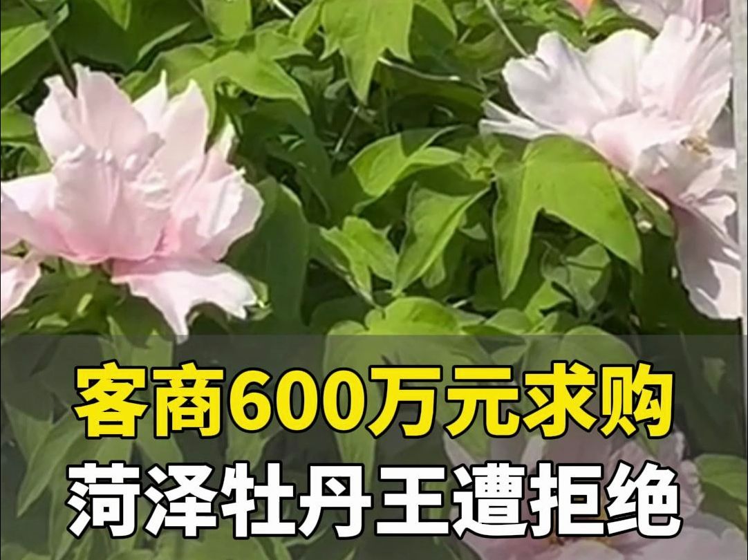 接好运!菏泽400年牡丹王开花了,客商600万元求购遭拒绝哔哩哔哩bilibili