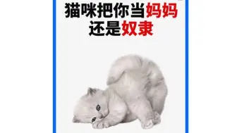 养猫小技巧303:猫咪把你当妈妈还是当奴隶呢，铲屎官们快来看看吧！