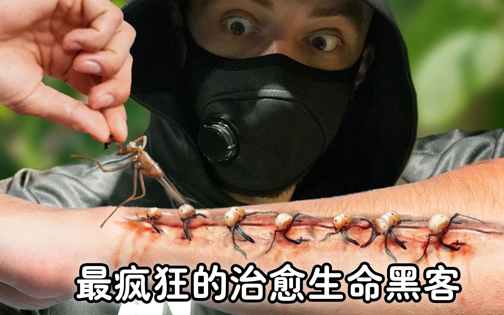 [图]用猫制作的钢琴，鲸鱼的尸体，蚂蚁缝合术，最疯狂的治愈生命黑客