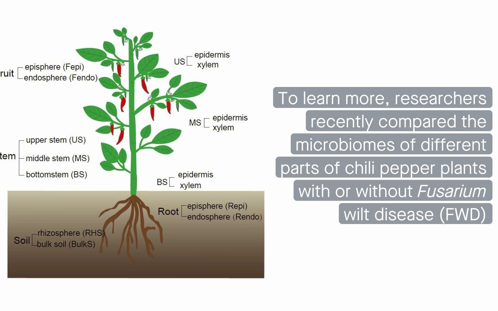 Microbiome:中科院微生物所蔡磊组揭示真菌病害如何影响植物微生物组群落构建与功能适应哔哩哔哩bilibili