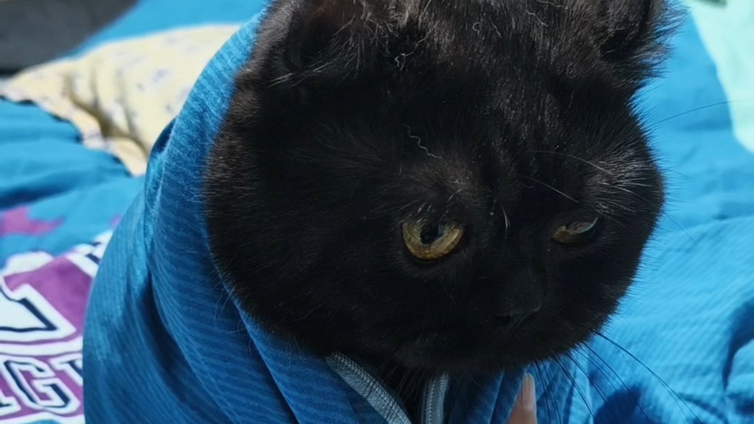 小猫不爱钻被窝怎么办？